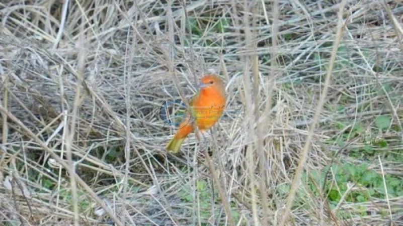 OPORTUNIDAD LOTE CAMPO TIMBO. Entrega y cuotas en pesos. Posesion inmediata