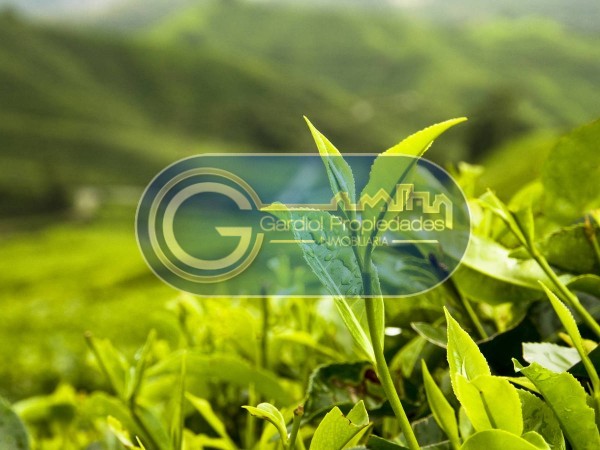 VENTA LOTES en FUNES - Houssay y Maiztegui. Lotes de 680 m2 - Gas natural. FINANCIACION 